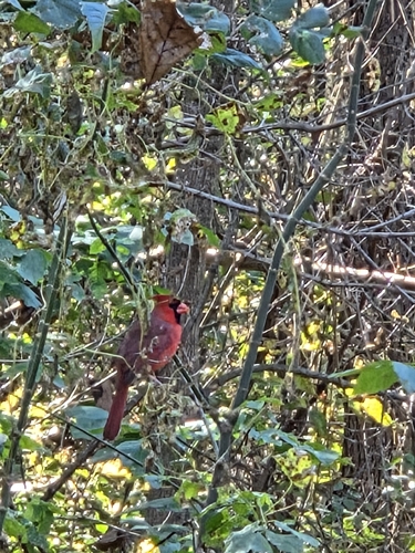 Northern Cardinal photograph by the iNaturalist community