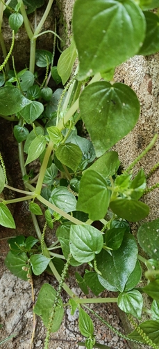 Peperomia pellucida observed 2026-10-24