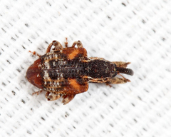 Conotrachelus anaglypticus