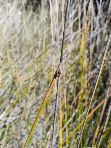 Ficinia nodosa observed 2026-10-24