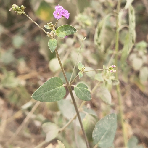 Boerhavia diffusa observed 2026-10-24