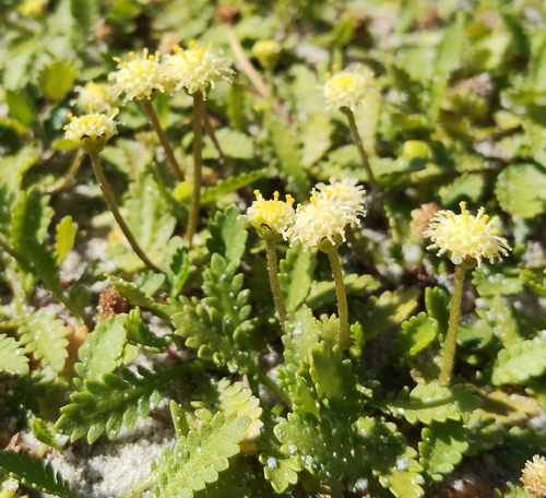 Leptinella dioica observed 2026-10-24