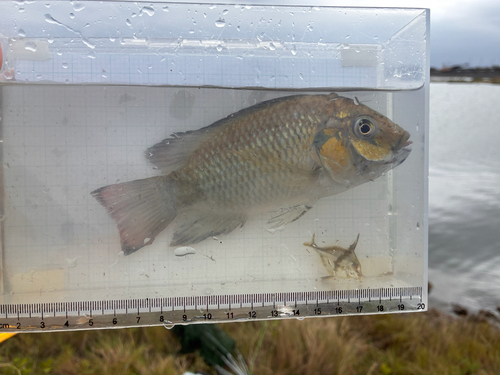 Sarotherodon melanotheron observed 2026-10-24