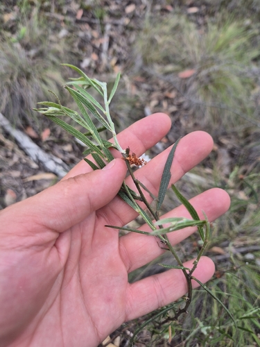 Acacia lanigera observed 2026-10-24