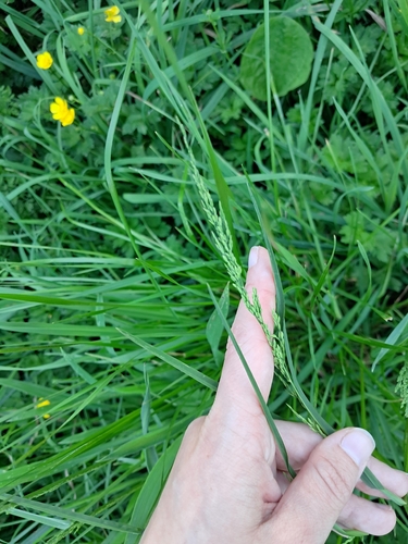 Poa trivialis observed 2026-10-24