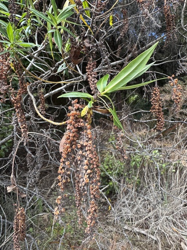 Veronica stricta observed 2026-10-24