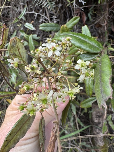 Rubus schmidelioides observed 2026-10-24
