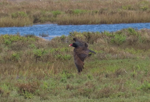 Turkey Vulture photograph by the iNaturalist community