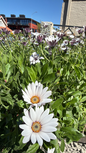 Osteospermum fruticosum observed 2026-10-24