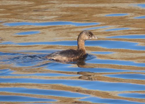Pied-billed Grebe photograph by the iNaturalist community