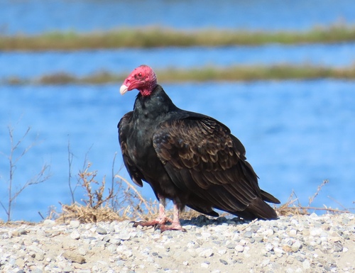 Turkey Vulture photograph by the iNaturalist community