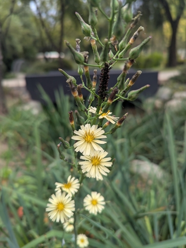 Lactuca indica observed 2026-10-24