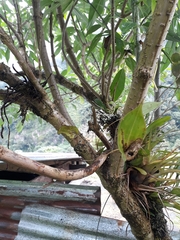 Pleurothallis matudana