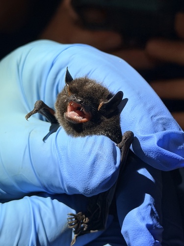 Lasionycteris noctivagans observed 2026-10-23
