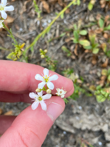 Samolus repens observed 2026-10-24