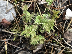 Cladonia multiformis