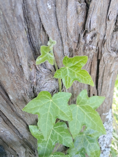 common ivy photograph by the iNaturalist community
