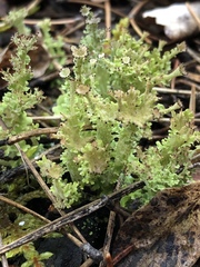 Cladonia multiformis