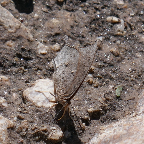 Anaea, 2026-10-23