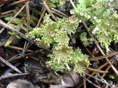 Cladonia multiformis