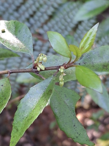 Aristotelia fruticosa observed 2026-10-24
