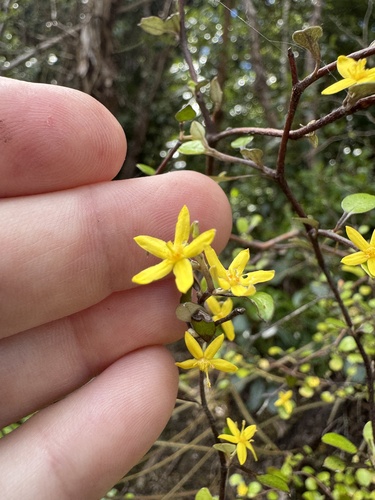 Corokia cotoneaster observed 2026-10-24