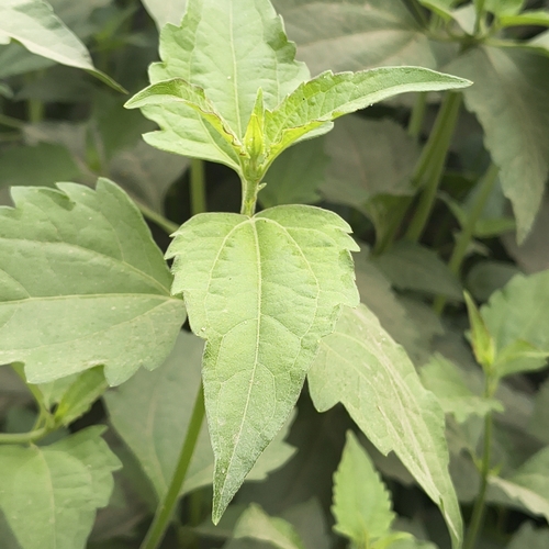 Chromolaena odorata observed 2026-10-24