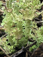 Cladonia multiformis