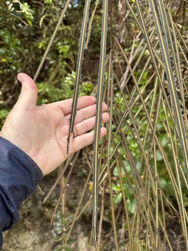 Pseudopanax crassifolius observed 2026-10-24