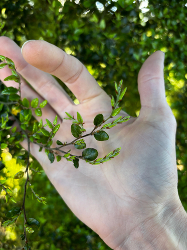 Nothofagus solandri observed 2026-10-24