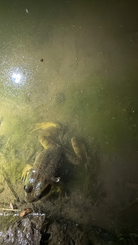 American Bullfrog photograph by the iNaturalist community
