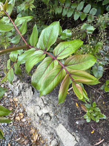 Coriaria sarmentosa observed 2026-10-24