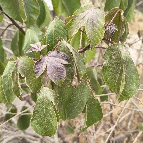 Jatropha gossypiifolia observed 2026-10-24