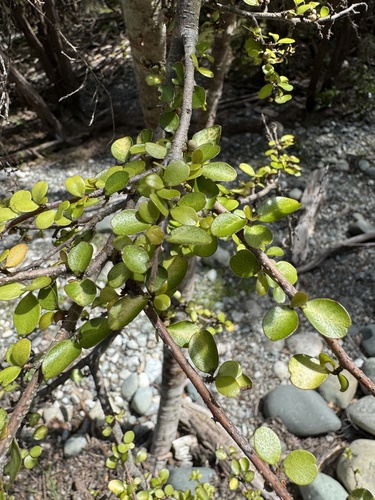 Myrsine divaricata observed 2026-10-24