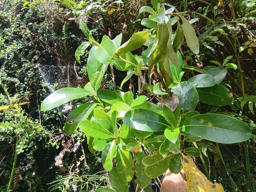 Coprosma lucida observed 2026-10-24