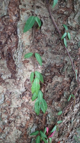 Trachelospermum asiaticum observed 2026-10-22