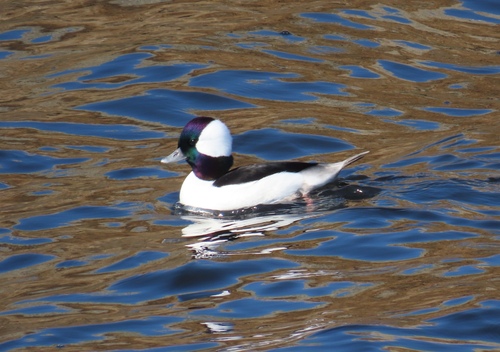 Bufflehead photograph by the iNaturalist community