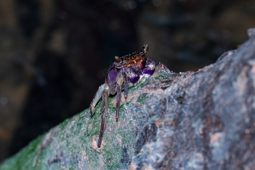 Episesarma versicolor observed 2026-10-23