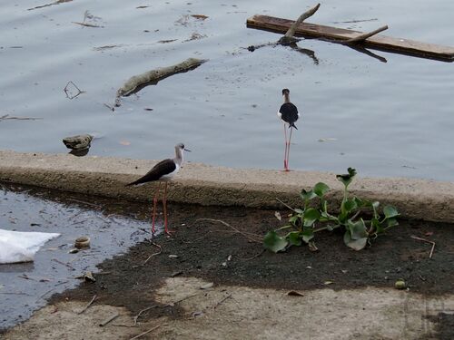 iNaturalist image