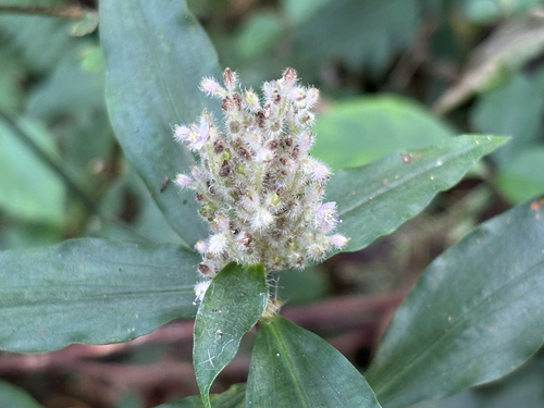 Floscopa scandens observed 2026-10-21