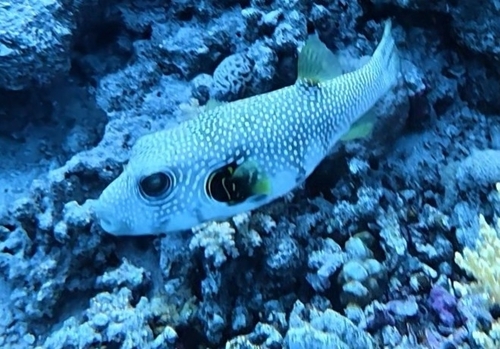 Arothron hispidus observed 2026-10-23