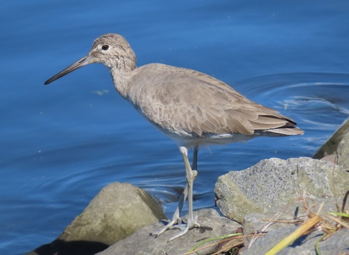 Willet photograph by the iNaturalist community
