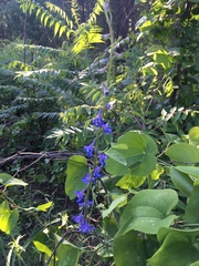 Delphinium carolinianum