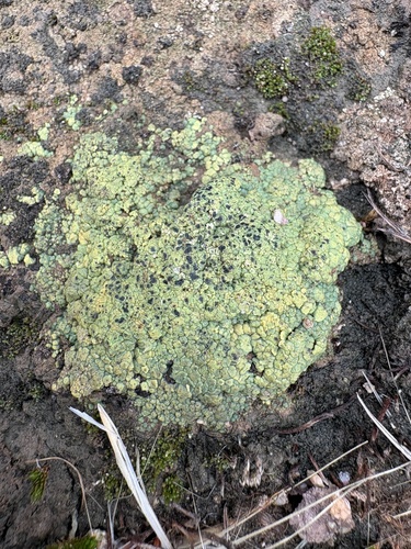 Soil Paint Lichen