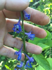 Delphinium carolinianum