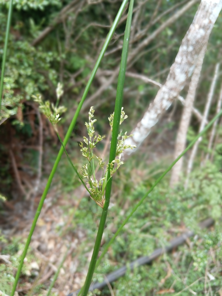 Pale rush (Juncus pallidus)
