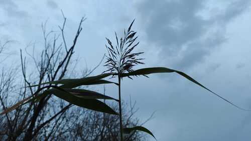common reed photograph by the iNaturalist community