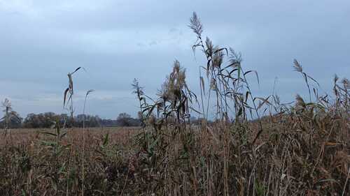 common reed photograph by the iNaturalist community