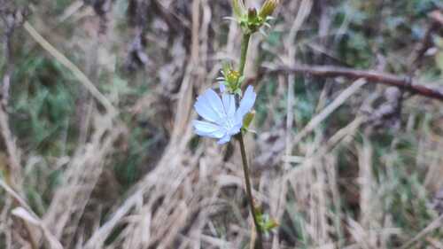 chicory photograph by the iNaturalist community