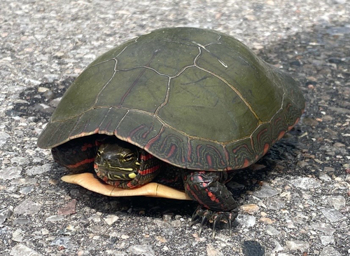 Painted Turtle photograph by the iNaturalist community